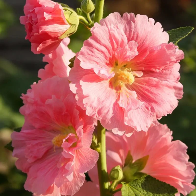 Double Petaled Pink Hollyhock Seeds - Verdseeds